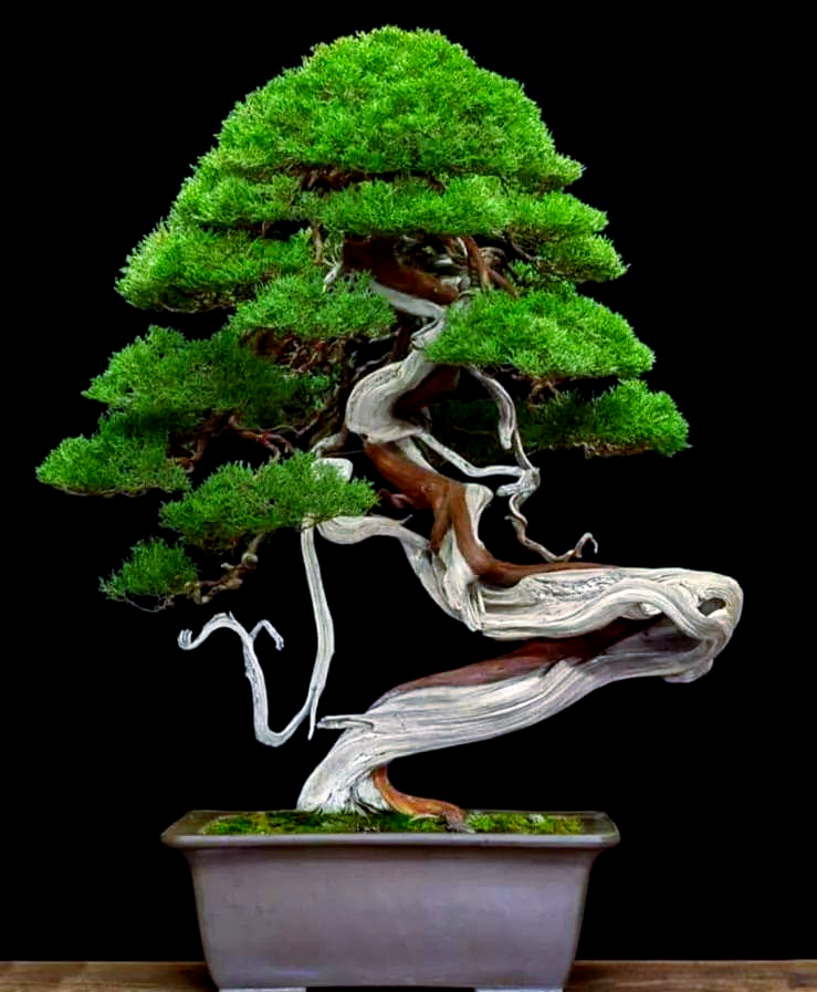 Juniperus chinensis