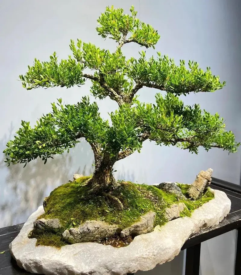 Buxus sinica
