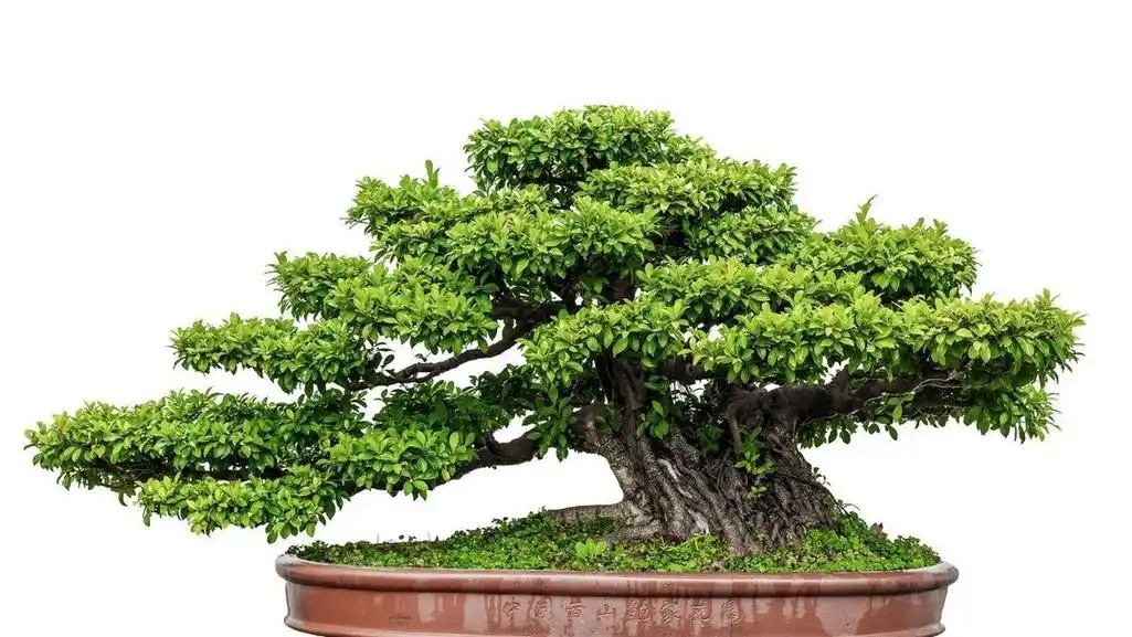 Ficus microcarpa